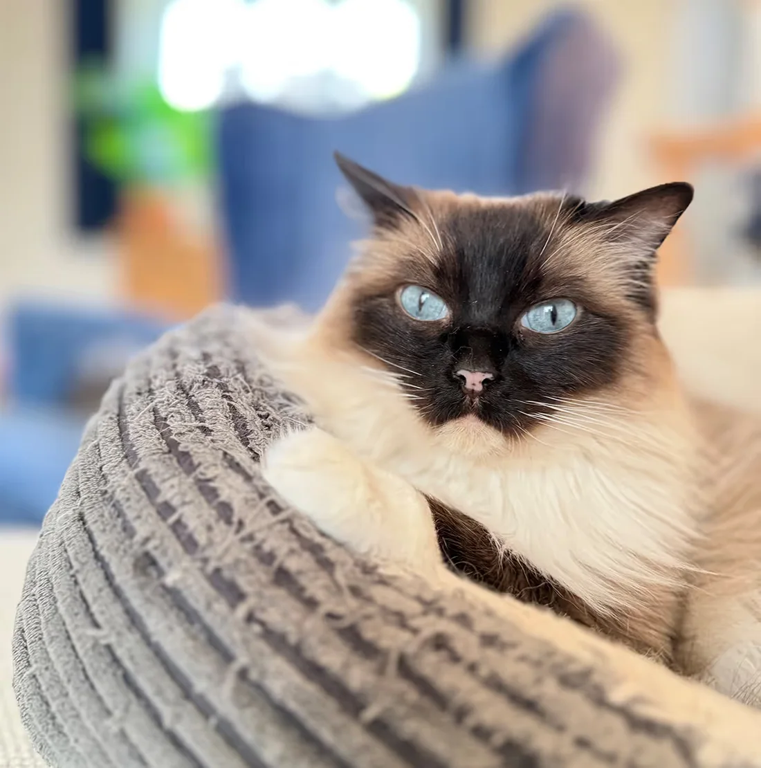 Florence, a blue-eyed cat, resting on a soft blanket at home